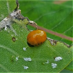 Labidomera clivicollis