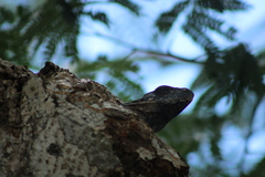Ctenosaura similis