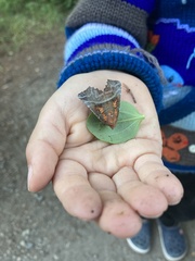 Scoliopteryx libatrix