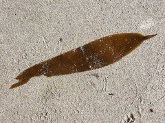 Macrocystis pyrifera