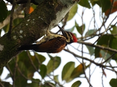 Dinopium benghalense