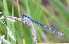Enallagma carunculatum