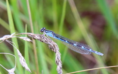 Enallagma carunculatum