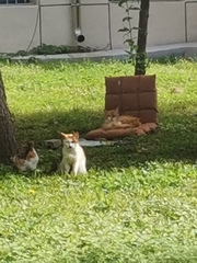 Felis catus