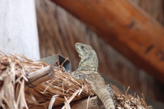 Ctenosaura similis