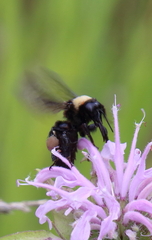 Bombus auricomus