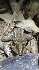 Leptodactylus
