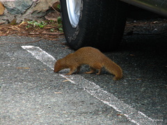 Urva auropunctata