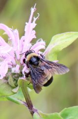 Bombus auricomus