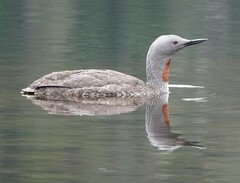 Gavia stellata