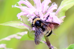 Bombus auricomus