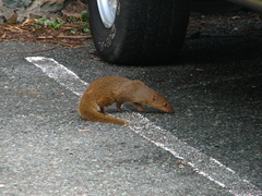 Urva auropunctata