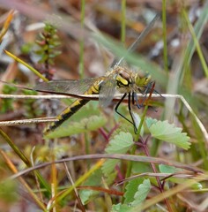 Sympetrum danae