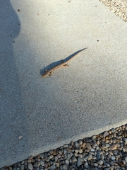 Elgaria multicarinata