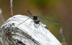 Sympetrum danae