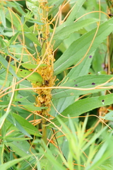 Cuscuta glomerata