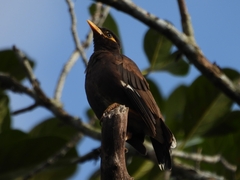 Acridotheres tristis