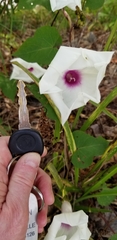Ipomoea pandurata