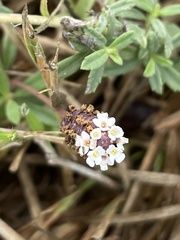 Phyla nodiflora