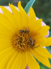 Melissodes trinodis