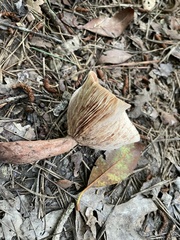 Lactarius quietus