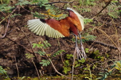 Jacana jacana