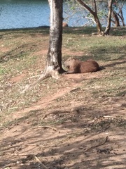 Hydrochoerus hydrochaeris