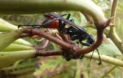 Sphecidae