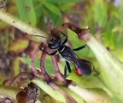 Sphecidae