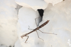 Phasmomantis sumichrasti