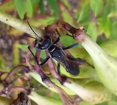 Sphecidae