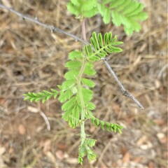 Mimosa aculeaticarpa