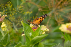 Vanessa virginiensis