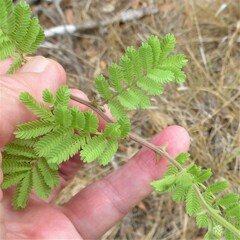 Mimosa aculeaticarpa
