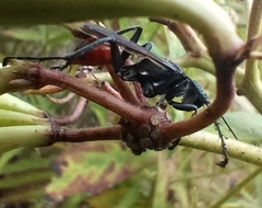 Sphecidae