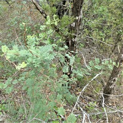 Mimosa aculeaticarpa