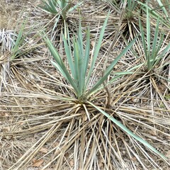 Yucca pallida