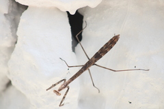 Phasmomantis sumichrasti