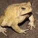 American Toad - Photo (c) Ty Smith, some rights reserved (CC BY-NC), uploaded by Ty Smith