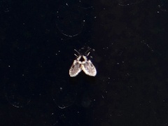 Lepiseodina conspicua