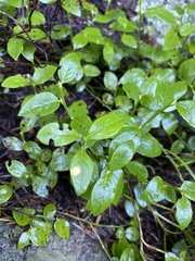 Vaccinium myrtillus