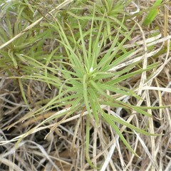 Stillingia texana