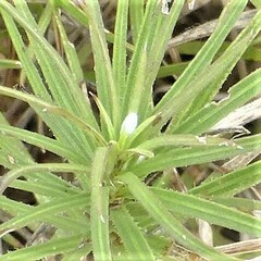 Stillingia texana