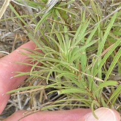 Stillingia texana
