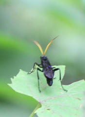 Gnamptopelta obsidianator