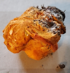 Hypomyces lactifluorum