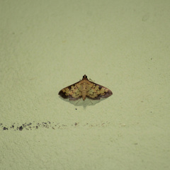 Diacme mopsalis