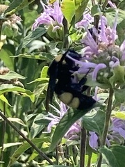 Bombus auricomus
