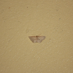 Scopula apparitaria