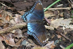 Limenitis arthemis